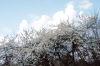 alberi_fioriti14_040327