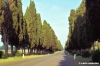 bolgheri611_10