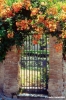 bolgheri861_27