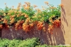 bolgheri861_30