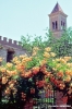 bolgheri861_34