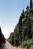 bolgheri900709a69