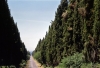 bolgheri900709b69