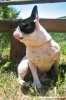 buldog_francese1