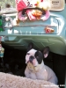 buldog_francese2