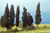 buonsollazzo994_03