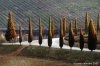 campagna_mercatale15