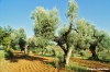 castagneto_carducci296_04