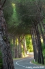 cerbaia08