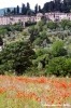 cetona7
