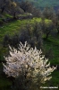 chianti202_11