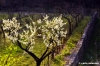 chianti237_22