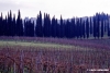 chianti850104a69