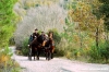 civitella_belagaio044