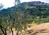 civitella_marittima2