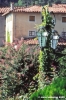 collodi712_48