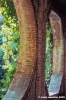 collodi713_01