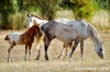 cornacchino001