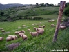 cornacchino053