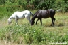 cornacchino05_050703