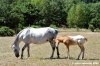 cornacchino07_050702