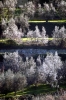fiesole_olivi4