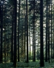 foresta_camaldoli83072445