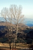 giuncugnano50