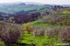 impruneta946_42