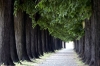 lucca002