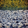 maremma770766