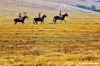 marsiliana986_34