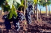 mercatale890_14