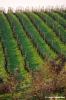 mercatale940_02