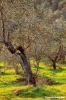 mercatale940_05
