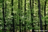 monte_amiata09