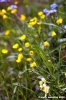 monte_labro040