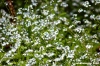 monte_labro042
