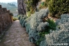 montefioralle06