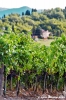 nipozzano10