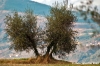 nipozzano12
