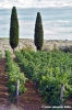 nipozzano13