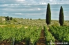 nipozzano14