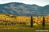 nipozzano15