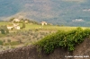 nipozzano20