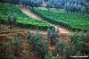 olivi177_24