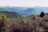 olivi815_40