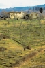 olivi936_13