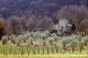 olivi936_24