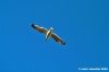 orbetello36